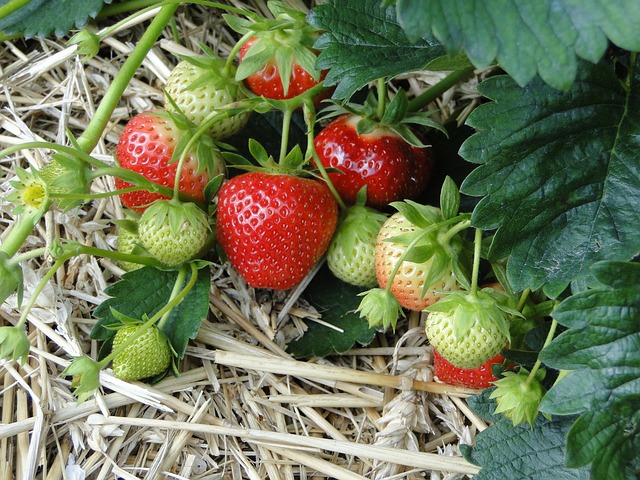 Succo di frutta  Glossario dell'artigianato - Artigiano in fiera