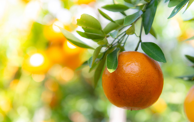 Arance per il Campari Orange