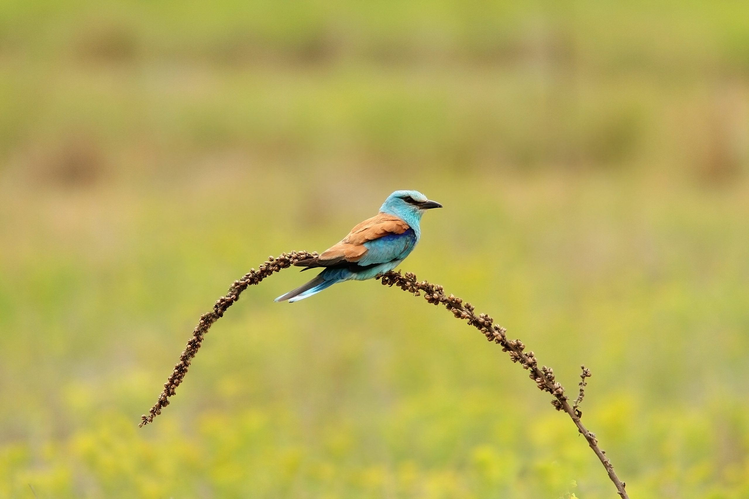 Biodiversità