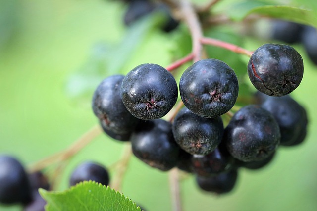 Succo di aronia antiossidanti