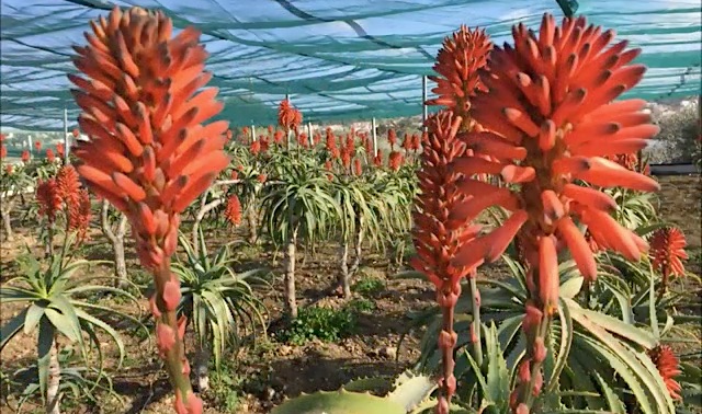 Teo Natura - Integratori aloe da agricoltura biologica