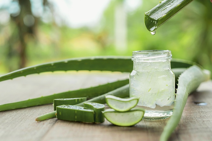 aloe vera e aloe arborescens