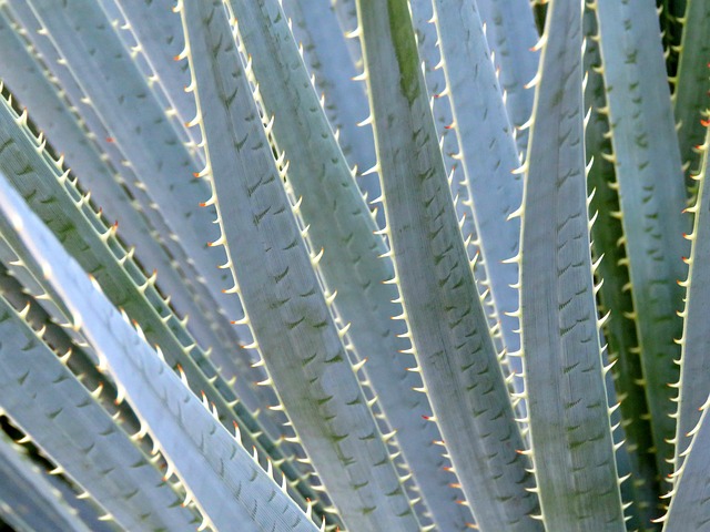 Aloe vera