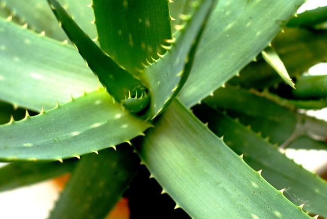 aloe vera capelli