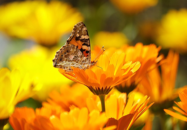 estratto di calendula