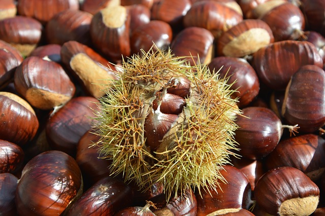 castagne e marroni