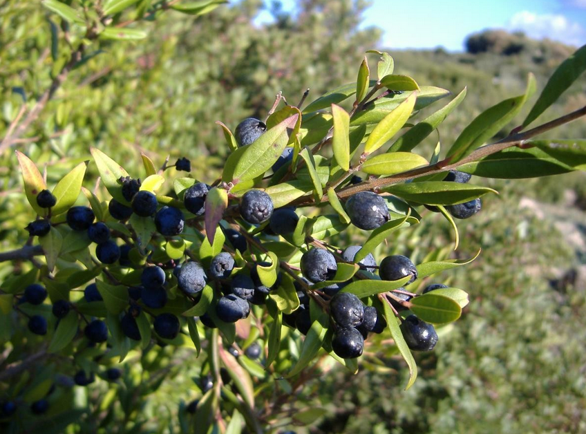 confettura di mirto