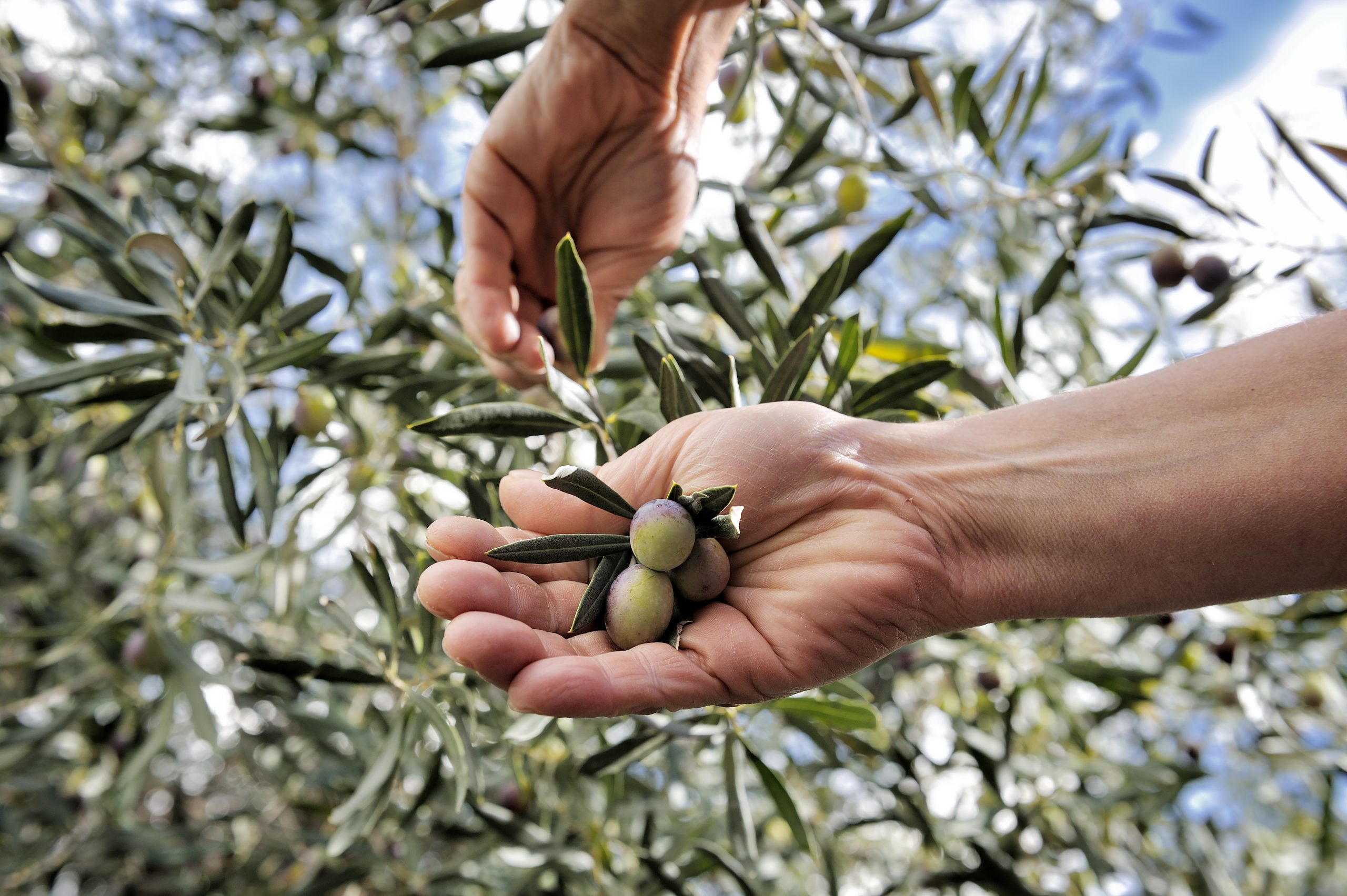 produzione tradizionale dell’olio di oliva