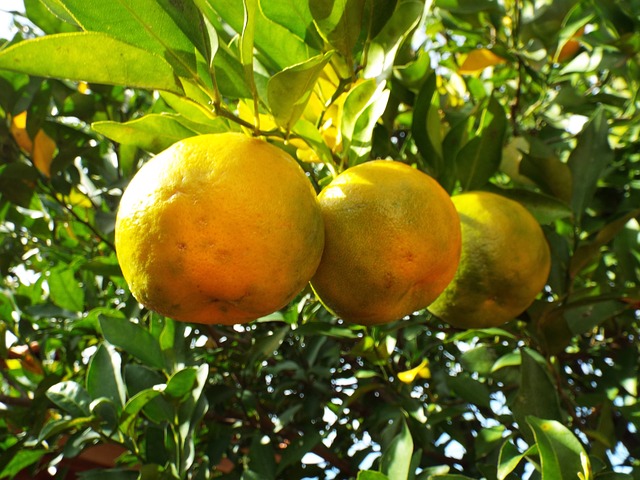 limone e bergamotto