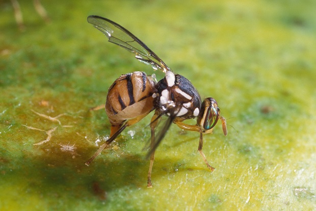 mosca olearia