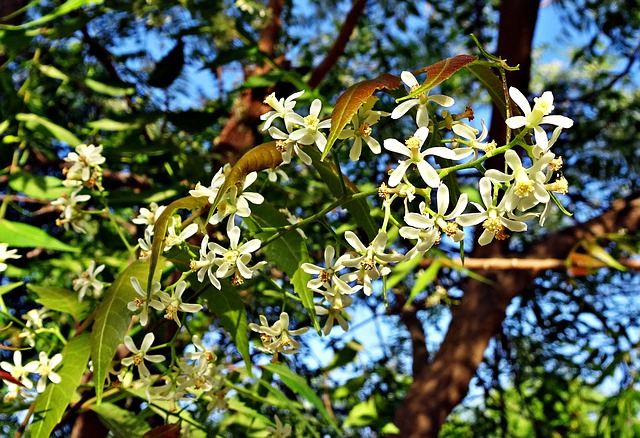 olio di neem