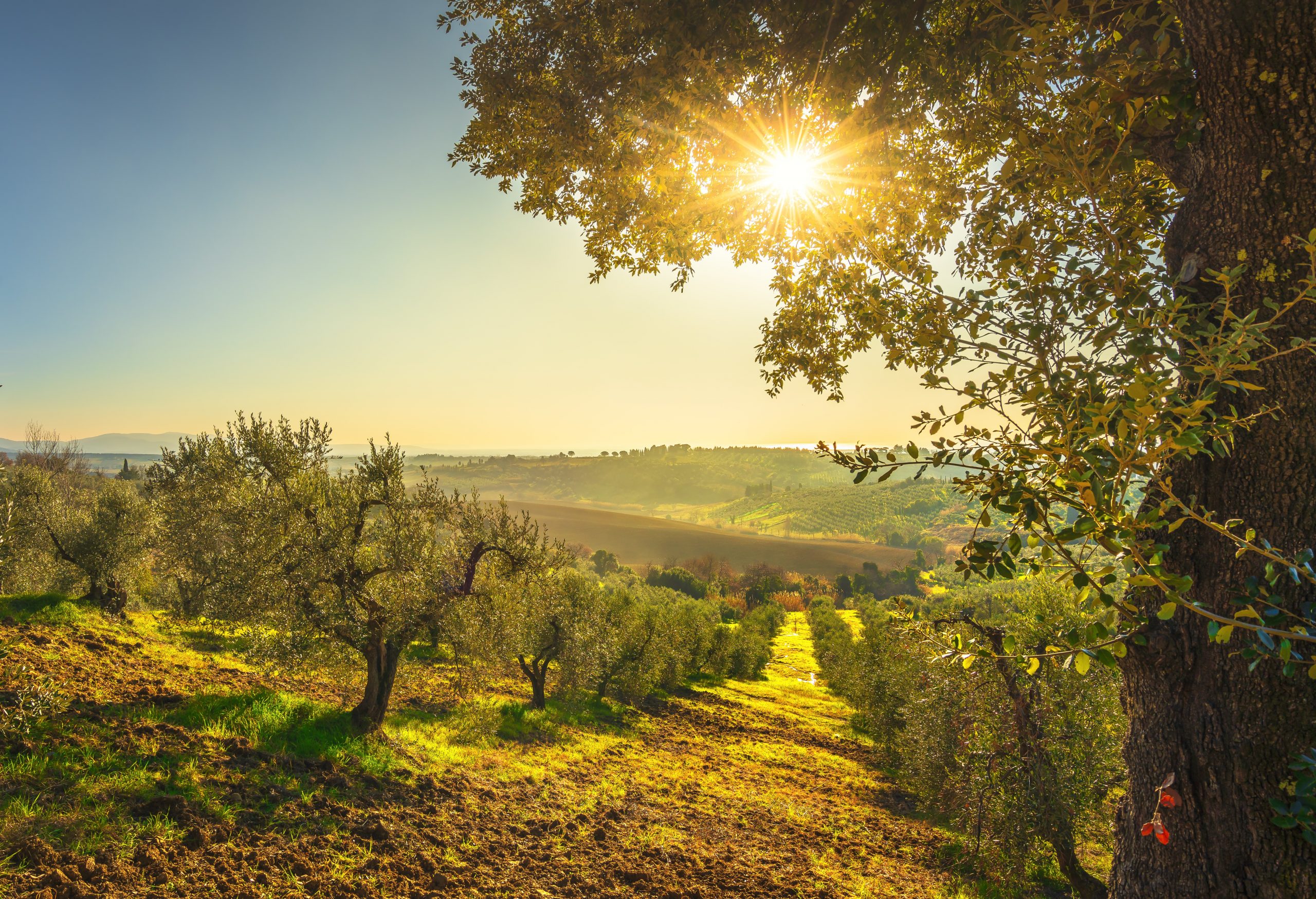 produzione tradizionale dell’olio d'oliva