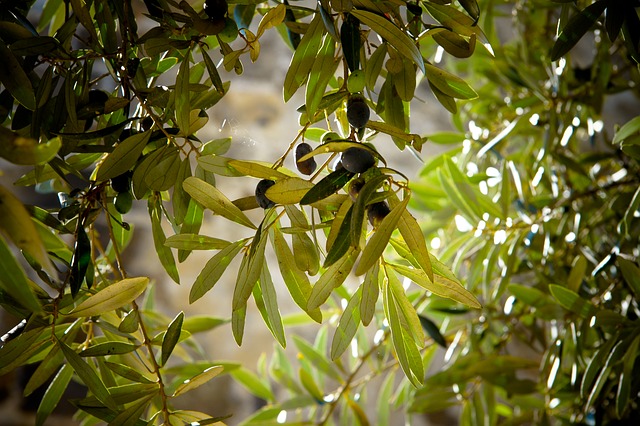 mosca olearia