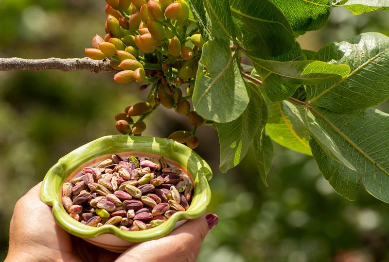 pistacchio di bronte