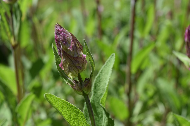 proprietà della salvia