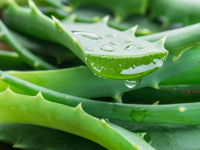 succo di aloe