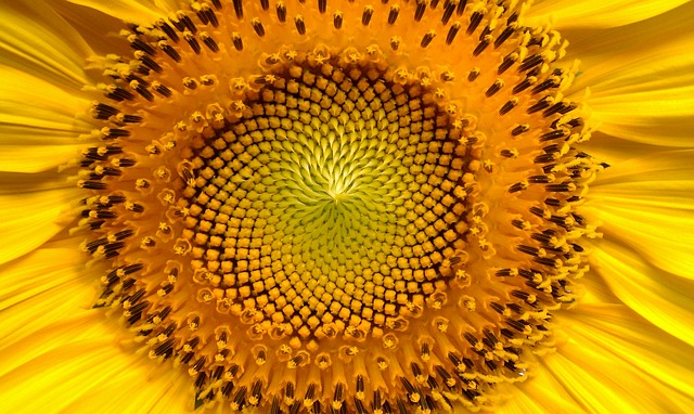 Semi di girasole