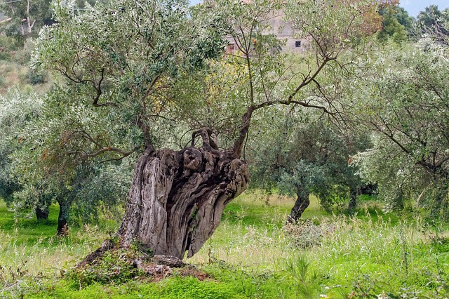 xylella