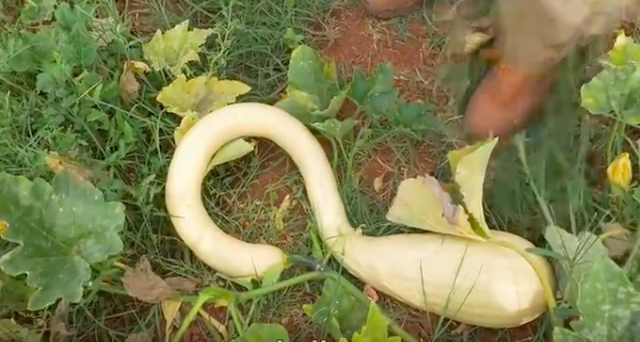 zucca trombetta ligure di albenga