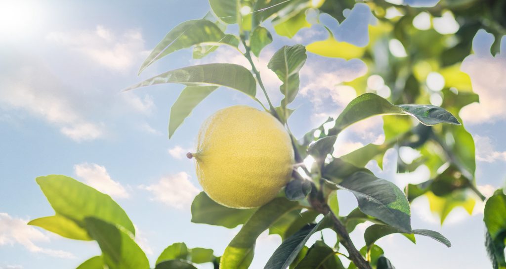 Succo di bergamotto controindicazioni quando evitare di berlo