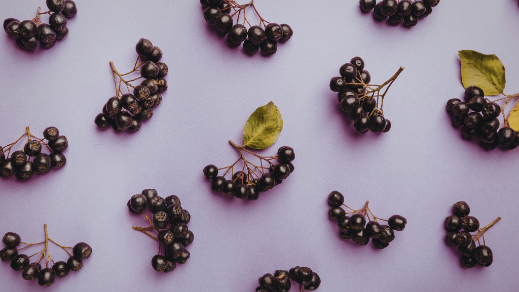 L'aronia melanocarpa è un superfood dalle rinomate proprietà antiossidanti